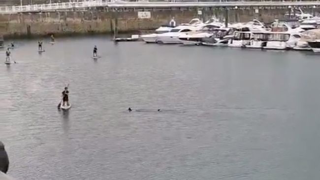 A basking shark spotted in Torquay