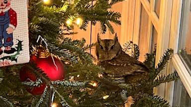 Family find baby owl living in Christmas tree unnoticed for four days