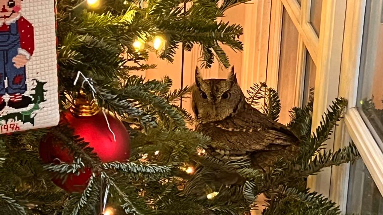 Family find baby owl living in Christmas tree unnoticed for four days
