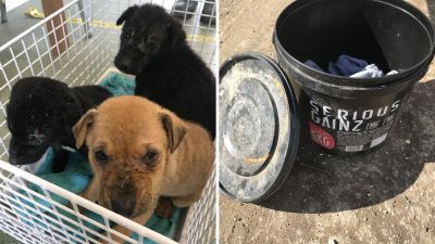 RSPCA Puppies in Bucket