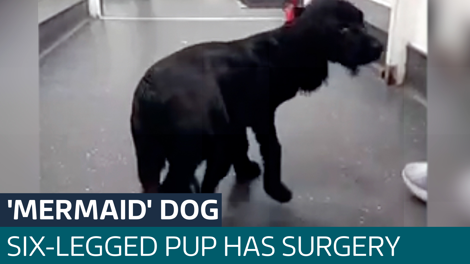 Sixlegged dog found abandoned in a car park in Pembroke has extra