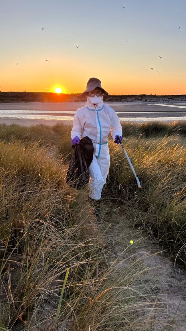 Bird flu: Hundreds of dead Arctic tern chicks found at Long Nanny,  Northumberland