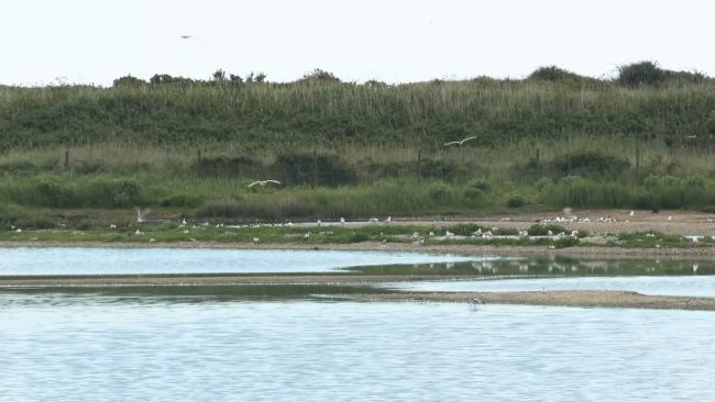 The RSPB Minsmere reserve in Suffolk.