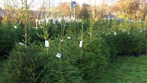 How to rent a Christmas tree as demand surges at Cheltenham farm | West Country | ITV News