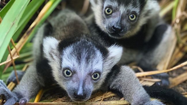 Lemurs