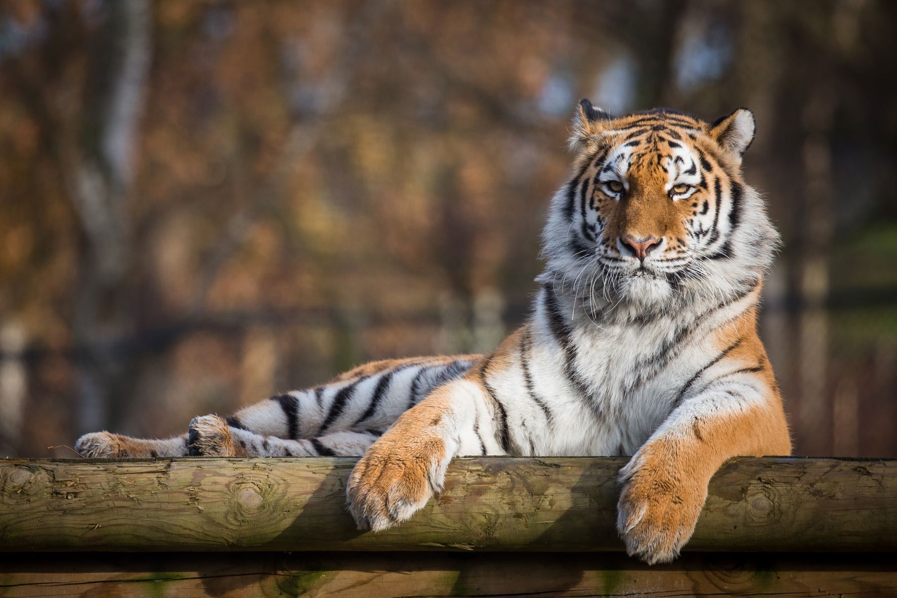 Arrival of endangered Amur tiger at Norfolk's Banham Zoo marks new