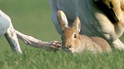 A file photo of hare coursing. PA