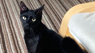 RSPCA