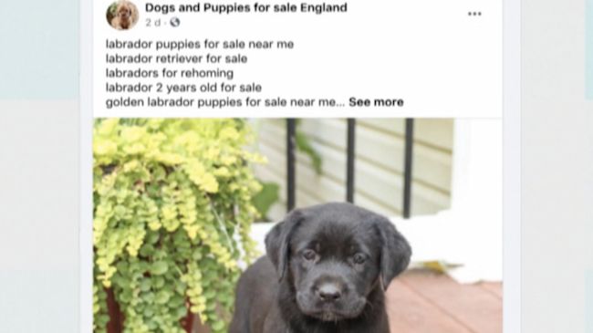 Pets sold near sales me