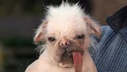 Ugly Dog Breeds Uk
