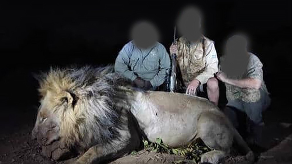 Lion being monitored by Oxford University project 'shot dead by trophy hunters'