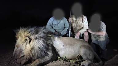 Lion being monitored by Oxford University project 'shot dead by trophy hunters'