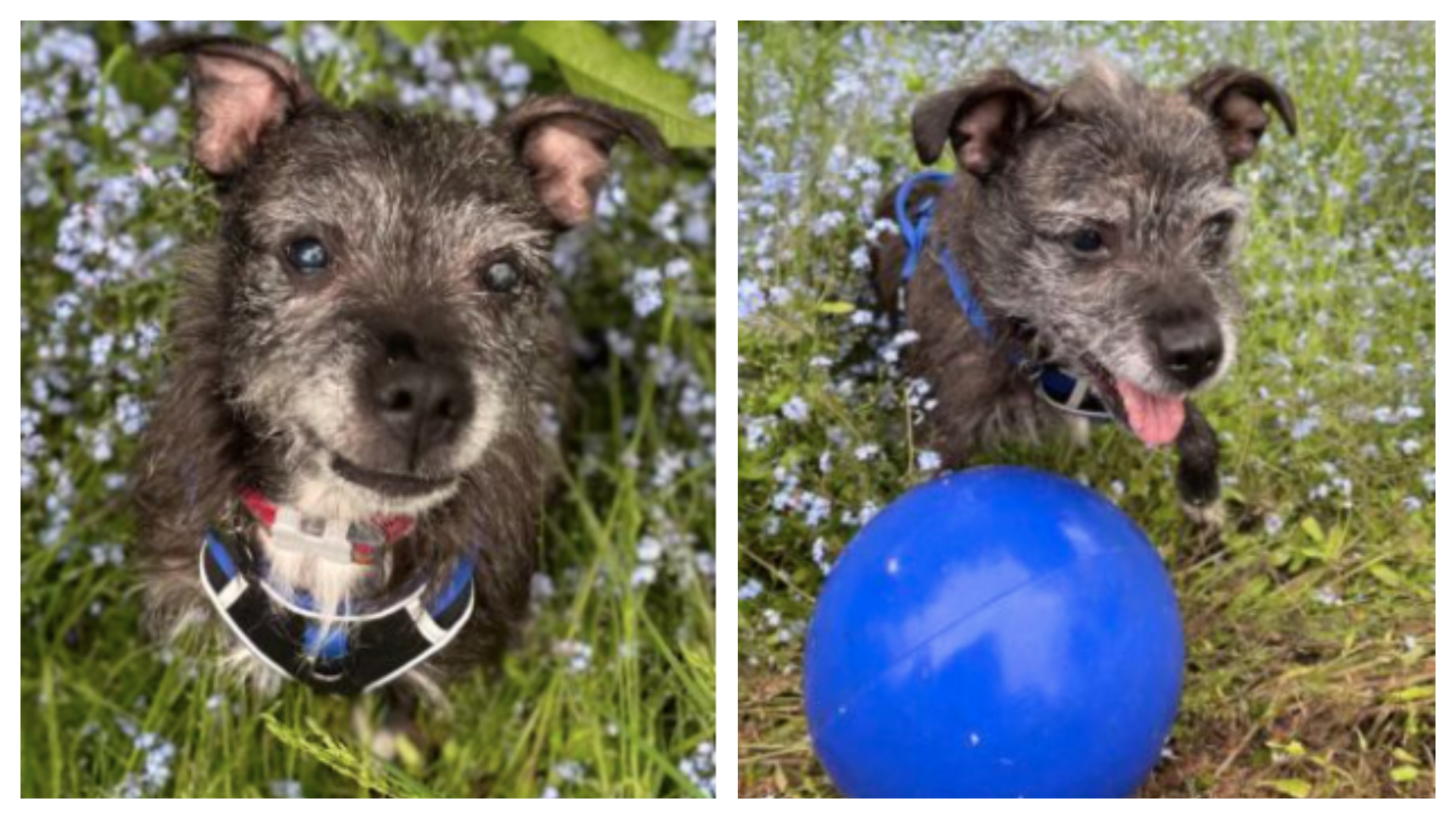 dog-kept-in-squalor-for-nine-years-in-brighton-still-to-be-rehomed