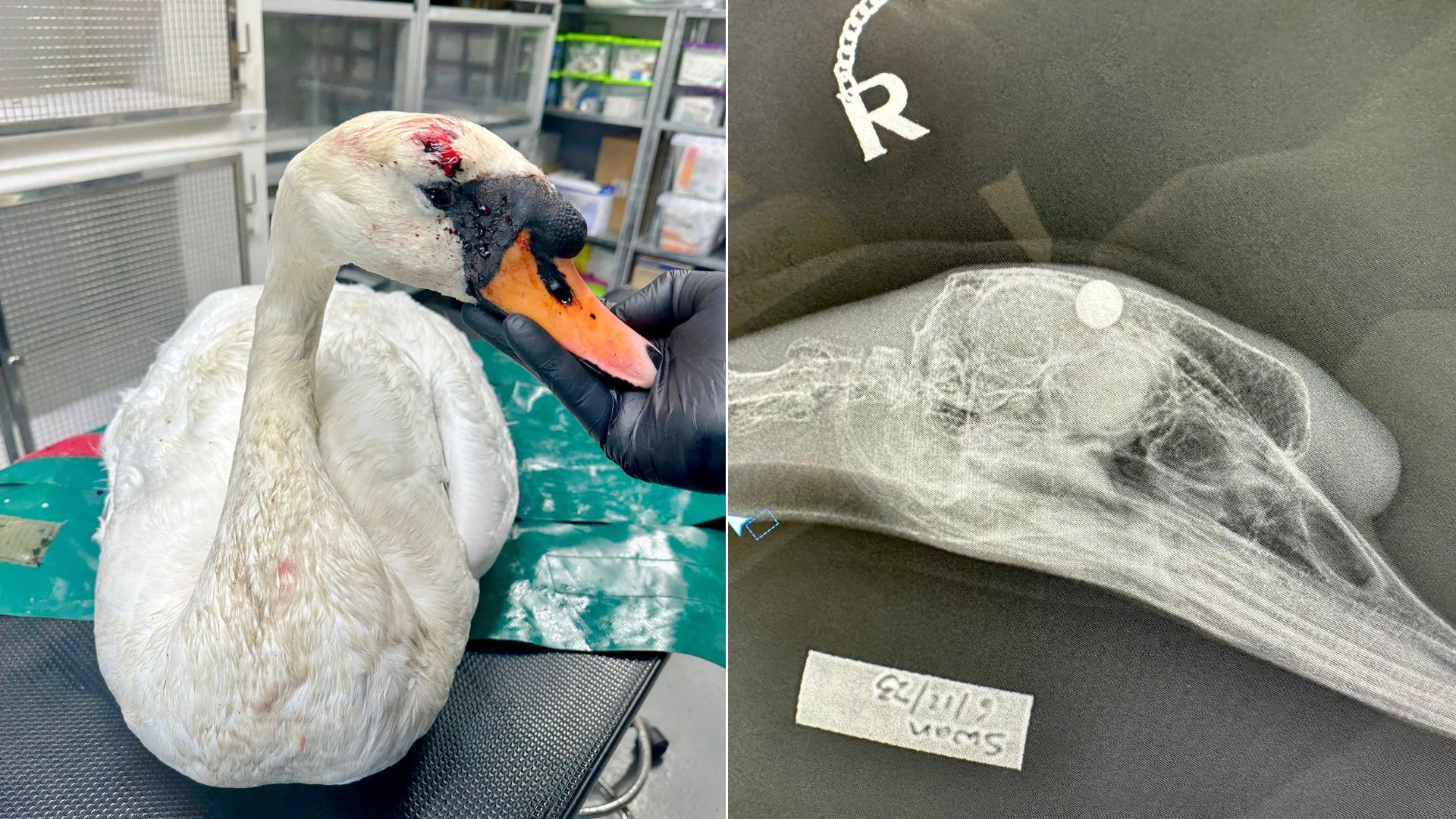 Police Step Up Patrols After Swan Targeted In Rotherham Slingshot ...