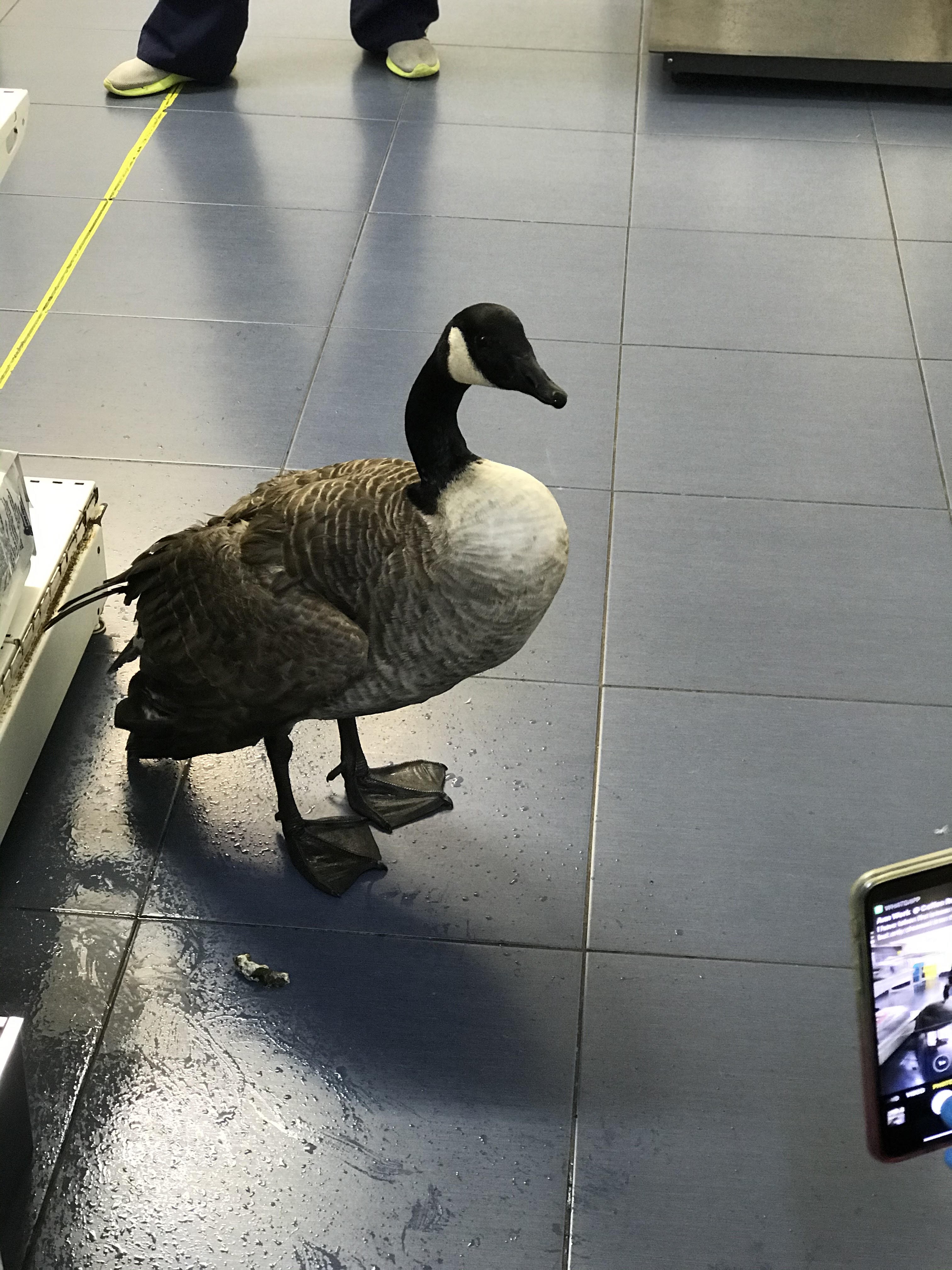 Goose found tangled in the most fishing wire RSPCA officer had ever seen ITV News Granada