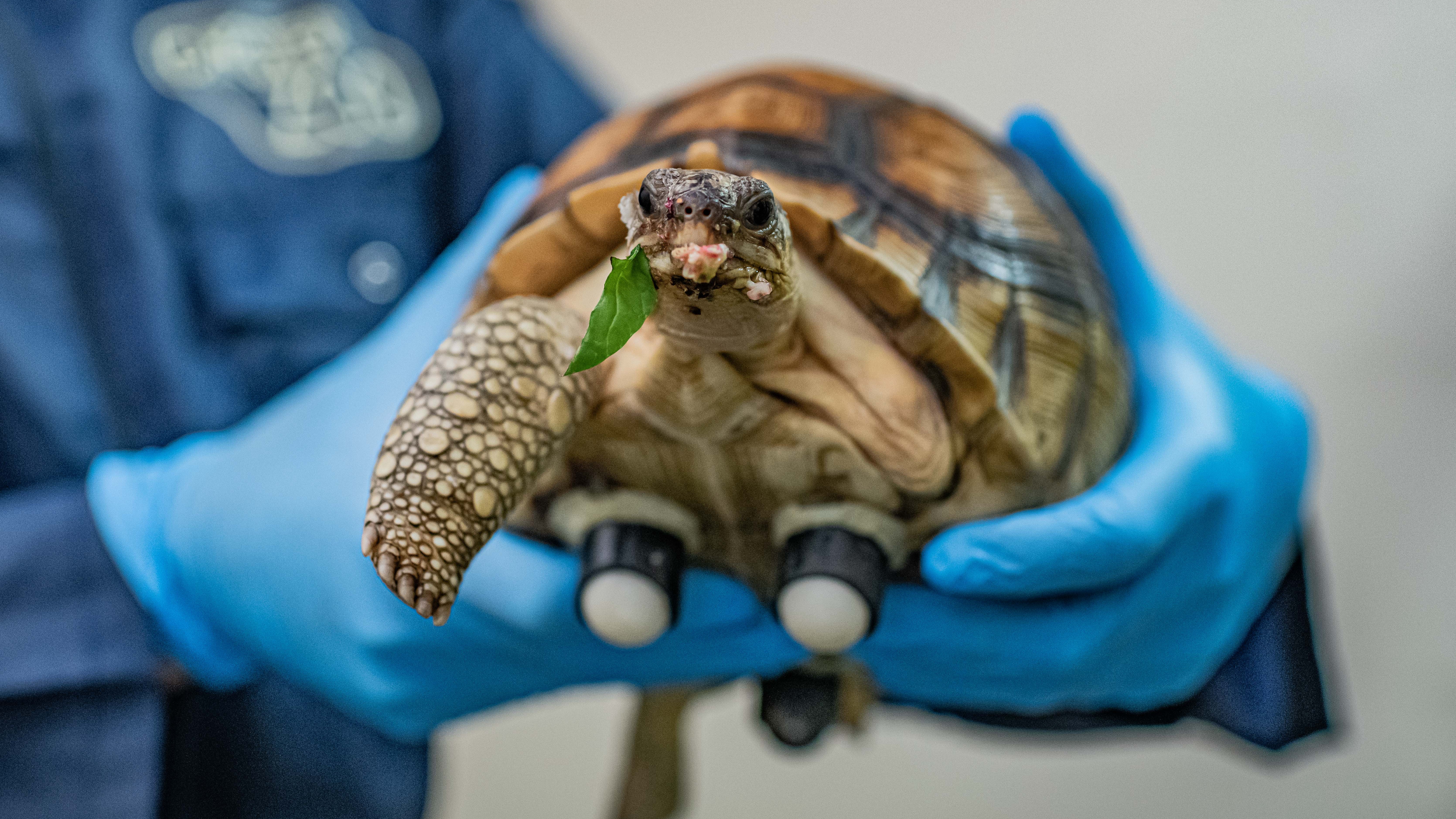 Three legged tortoise given new lease of life with new wheels at Chester  Zoo | ITV News Granada