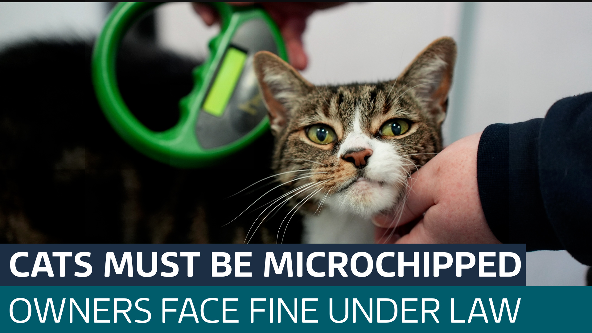 All cats in England must be microchipped from today under new law