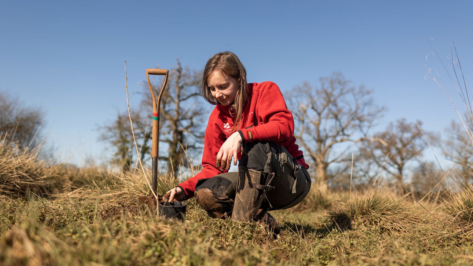 The 'living library' saving Britain’s rarest native tree at Killerton ...