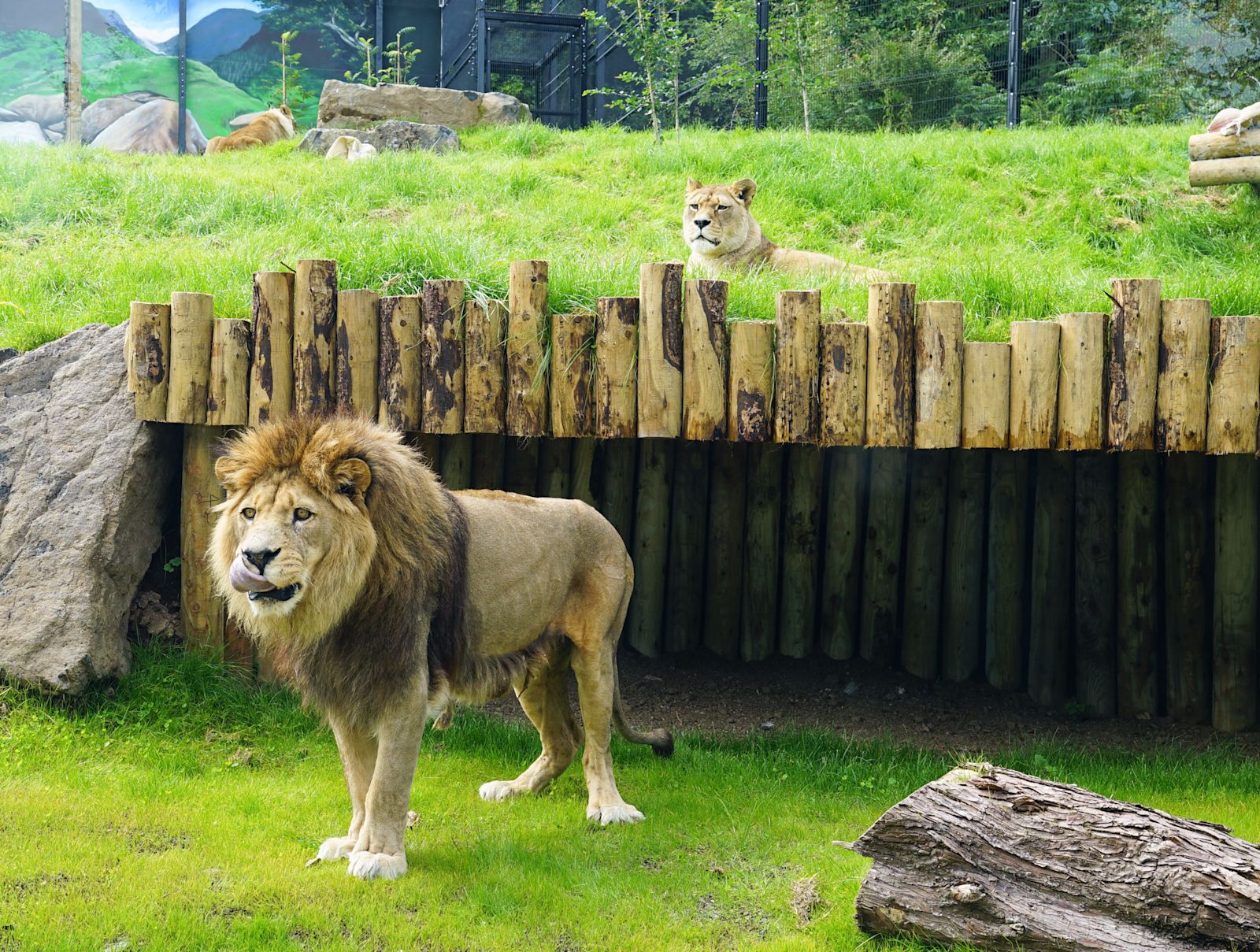 Kingdom Of The Barbary Lion Opens At Belfast Zoo UTV ITV News kingdom-of-the-barbary-lion-opens-at-belfast-zoo-utv-itv-news