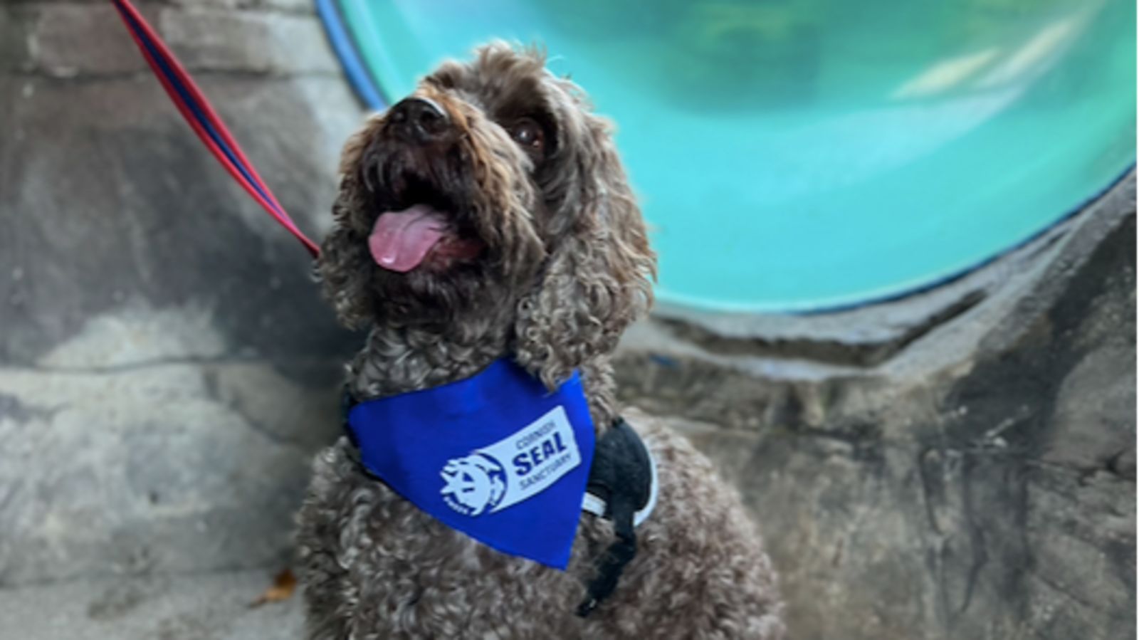 Cockapoo rescue centre 2025