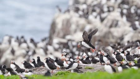 Farne Islands puffin numbers fall by almost a quarter in latest National  Trust survey | ITV News Tyne Tees