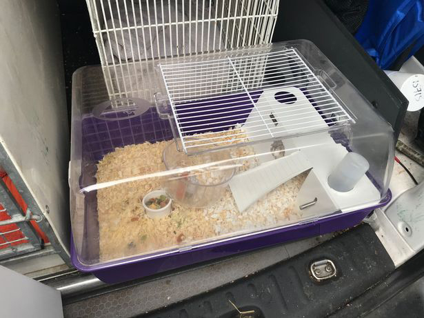 hamster cage sawdust