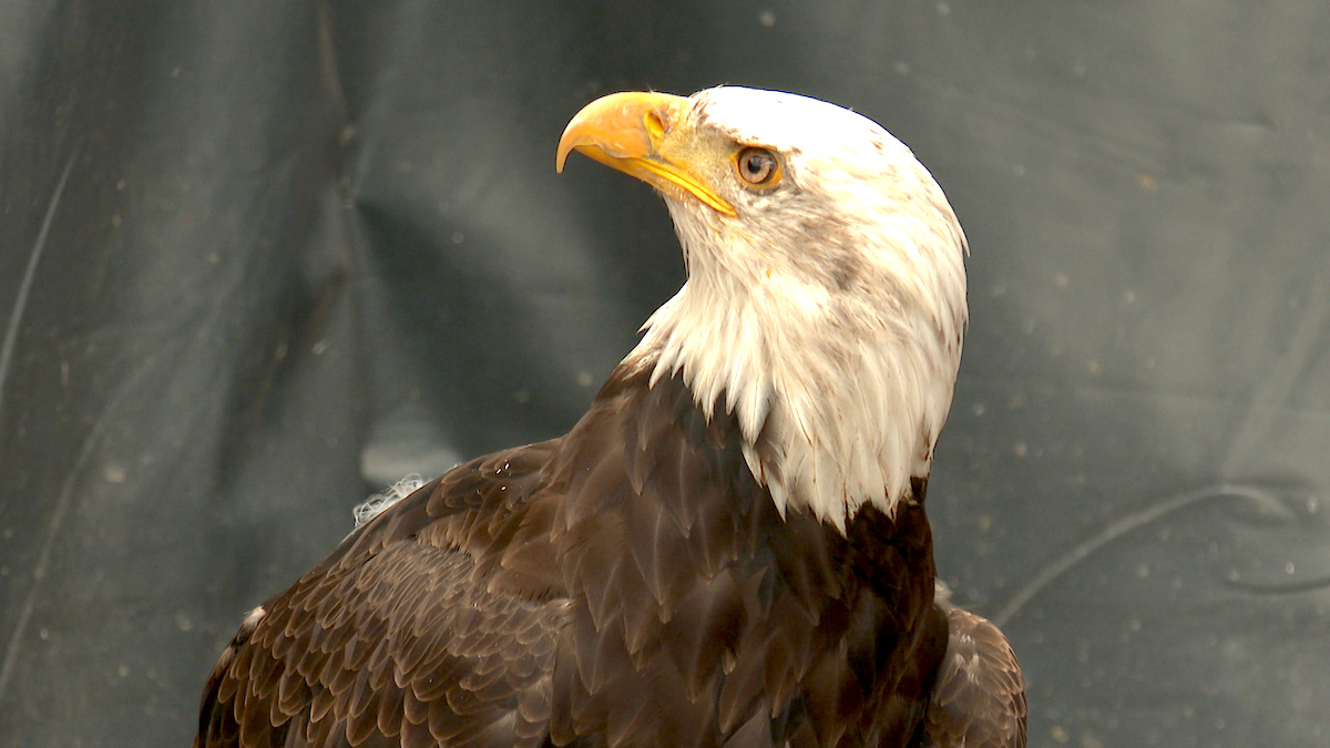 Huxley's Bird of Prey  Experience West Sussex