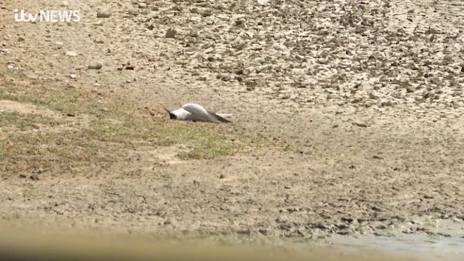 Dead bird RSPB Minsmere bird flu
