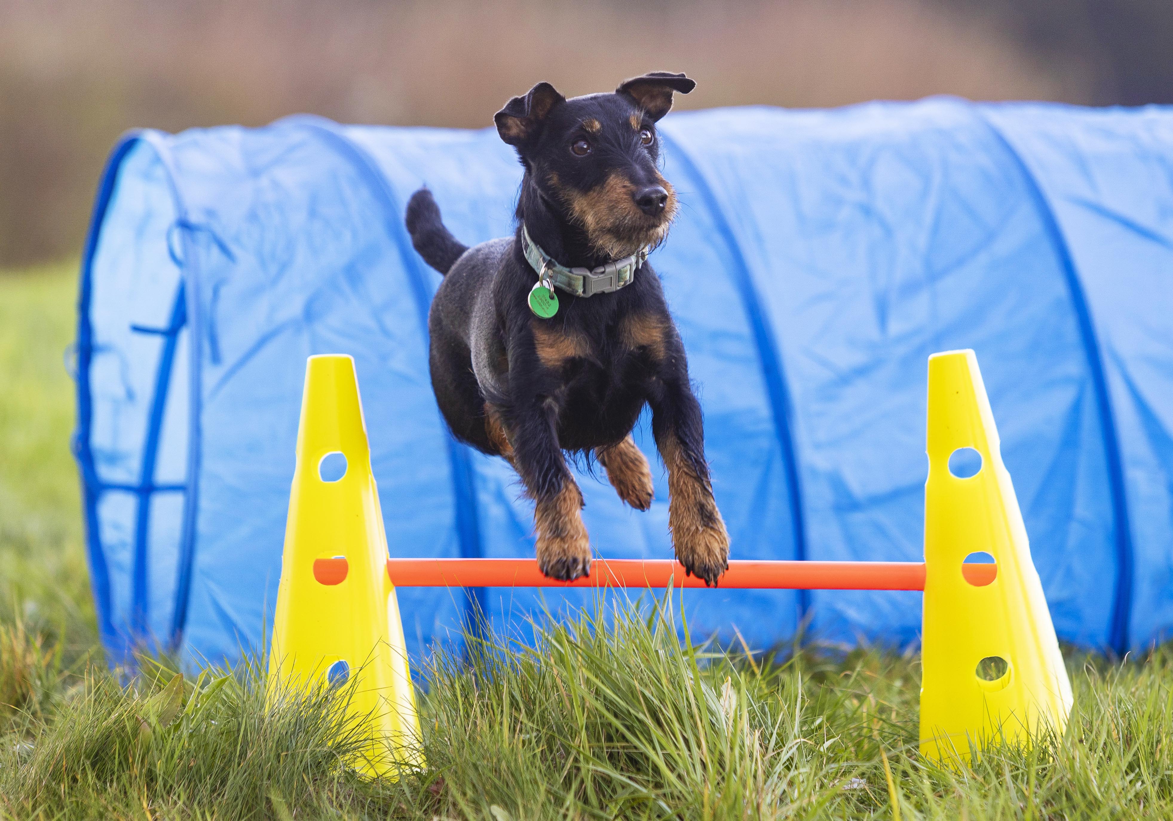 Rescue best sale dog agility