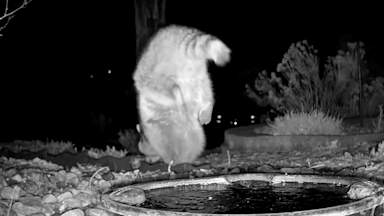 Video shows raccoon completing handstand and walking on front paws