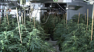 Huge cannabis farm discovered in Manchester city centre