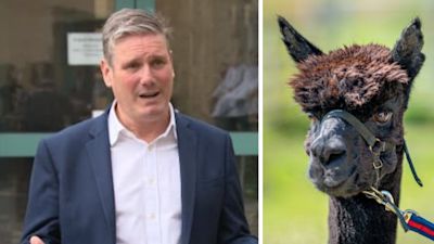 Side by side picture, sir Keir Starmer and Geronimo the alpaca