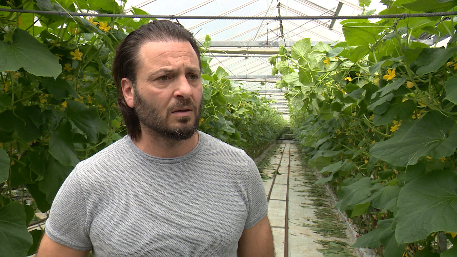 Farm which produces 150,000 cucumbers a day faces fight to survive amid triple threat ITV News Anglia pic photo