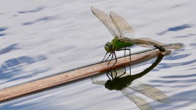 Emperor Dragonfly.  Image credit: Richard Chandler
ISSUED BY RSPB SALTHOLME 