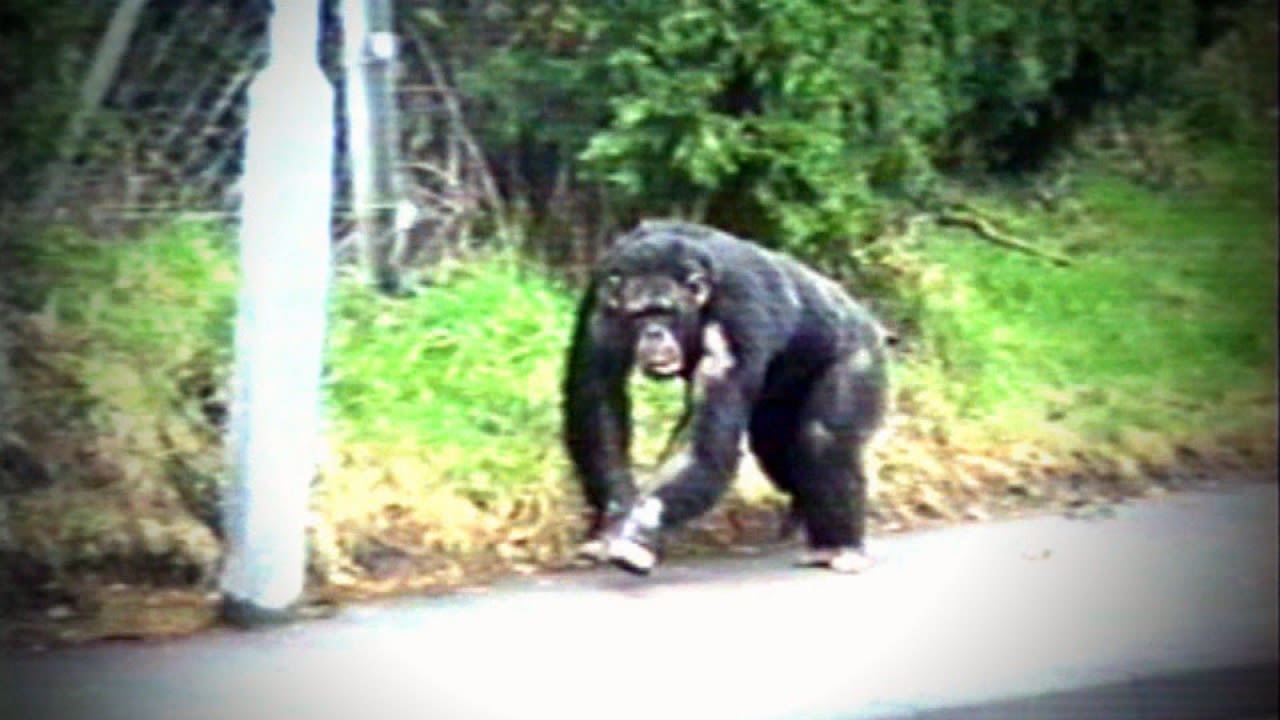 Penscynor: Staff remember day chimpanzees escaped Welsh wildlife park ...