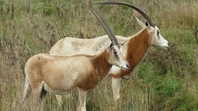 Credit: ZSL WHIPSNADE ZOO

The antelope went extinct in the wild, but has been brought back from the brink through conservation efforts.