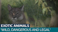 New Figures Reveal More Than 2 000 Dangerous Wild Animals Are Kept 