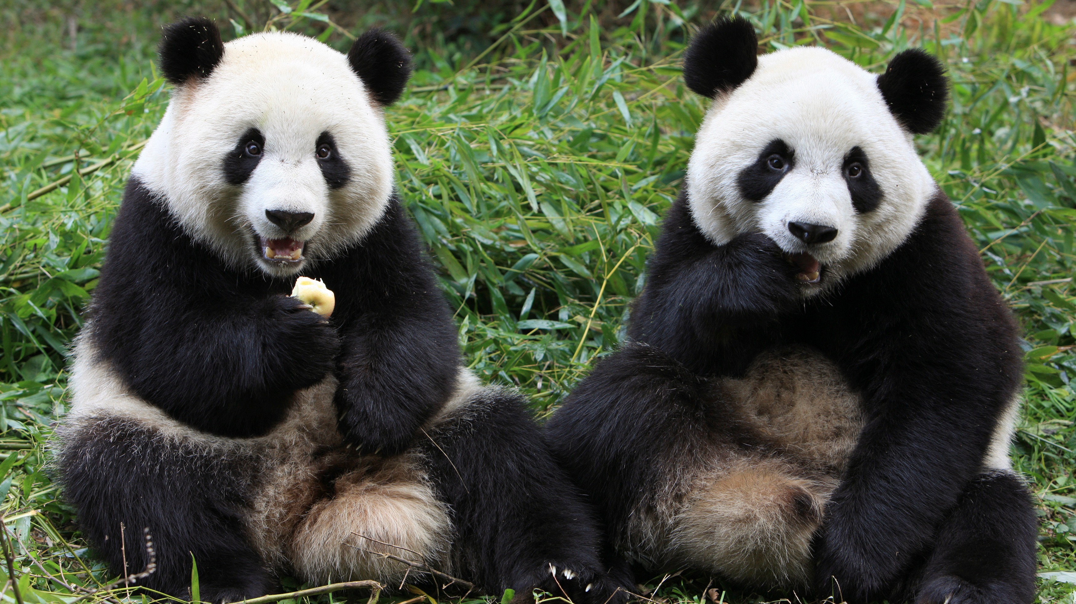 China's wild Panda population shows signs of recovery | ITV News