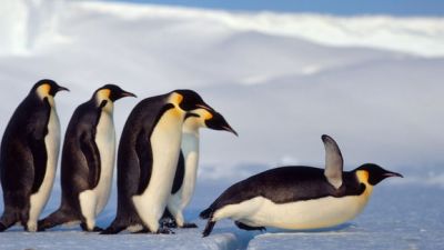 Secret of how penguins survived the ice age revealed | ITV News