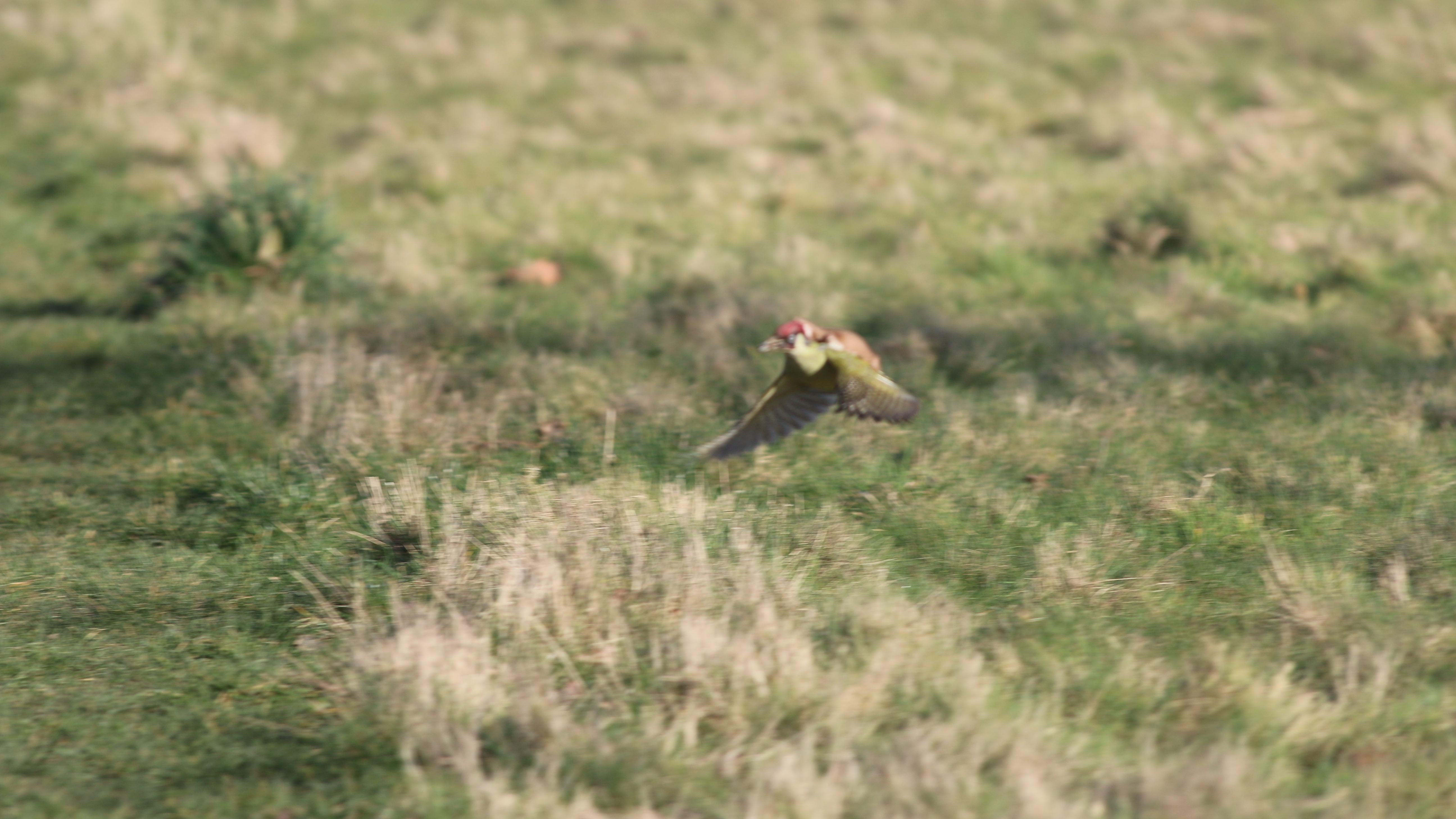 Woodpecker shown flying with weasel on its back in amateur photographer's  amazing image | ITV News