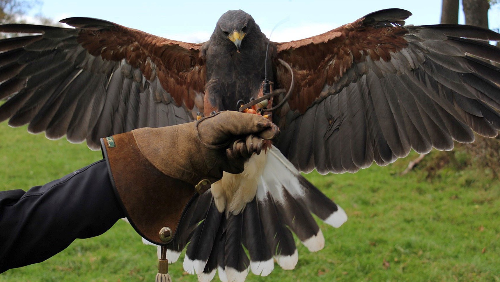 Harris hawks stolen during break-in at bird of prey sanctuary | ITV News