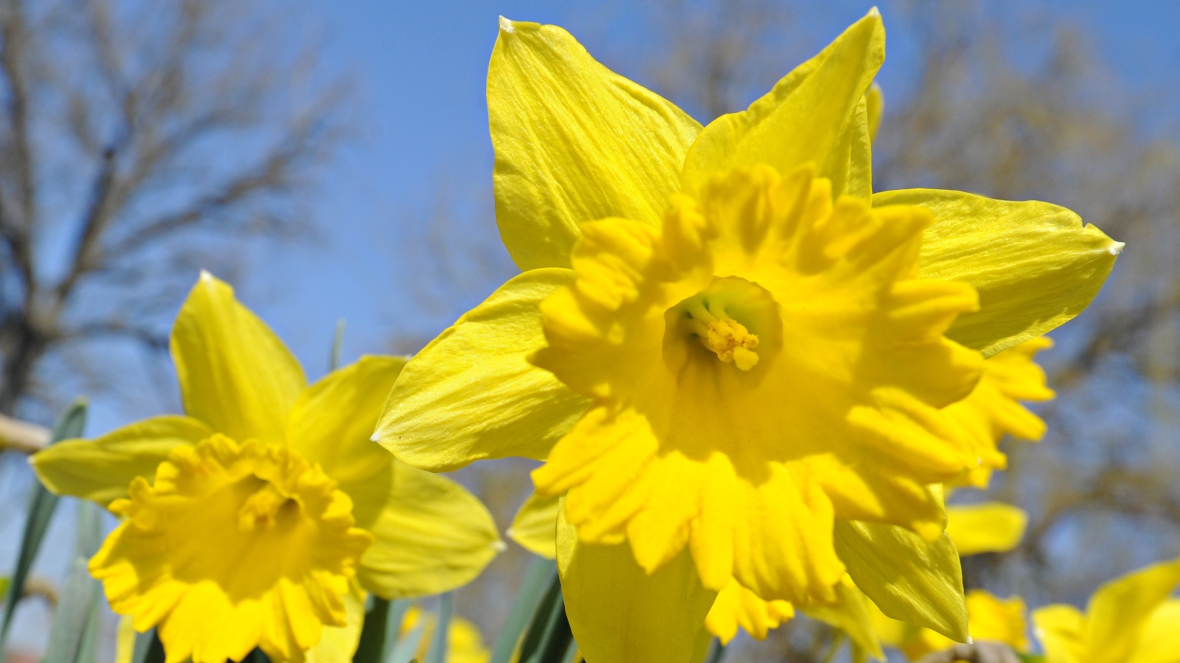 Why are Jersey daffodils so popular in America? | ITV News Channel