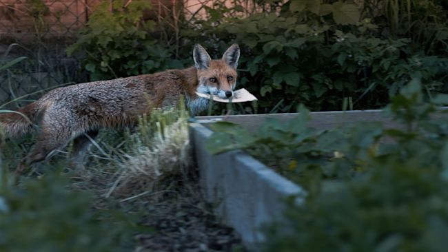 A fox was among the animals delivering the letter to Sir David.