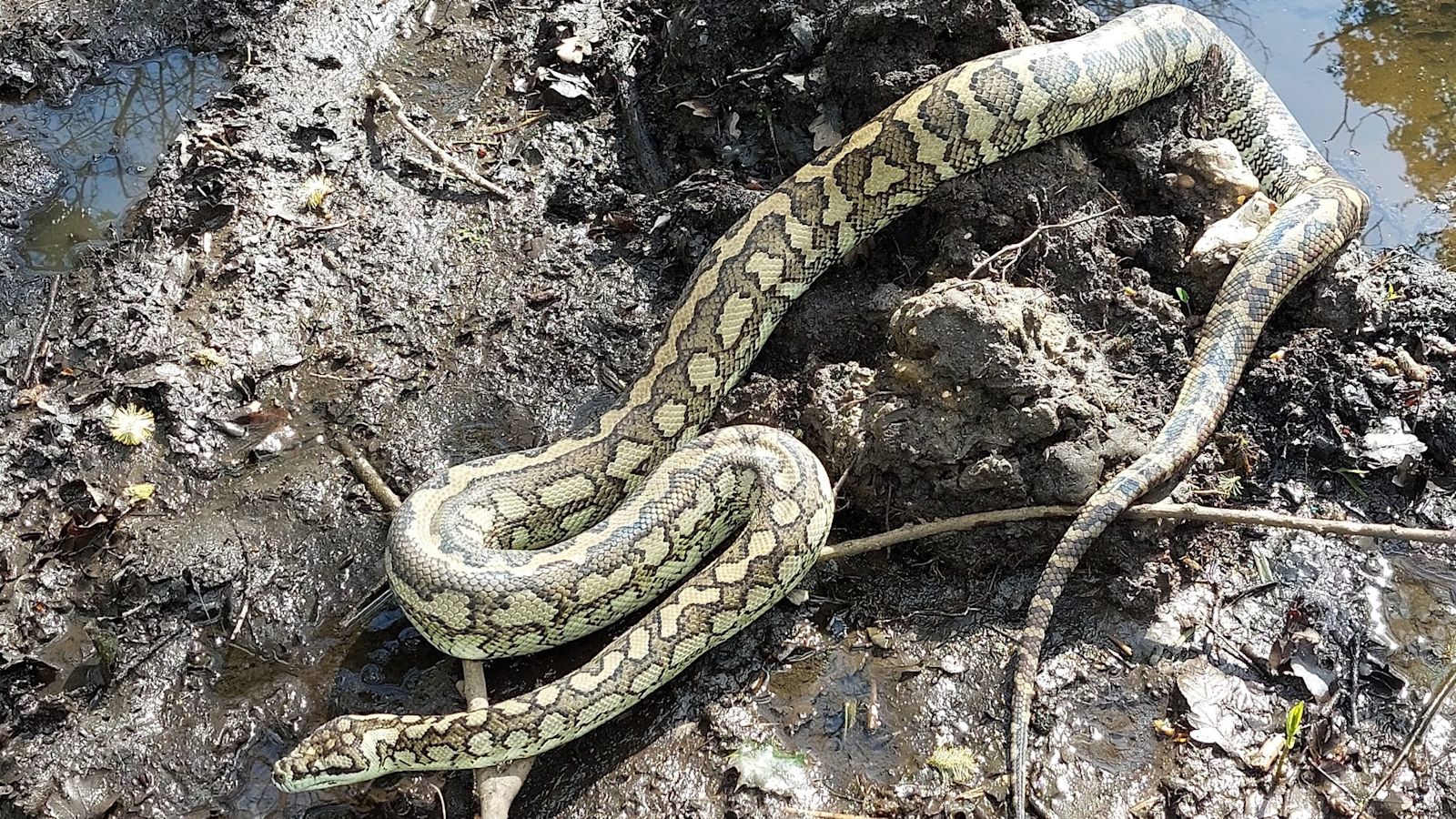 Python on the loose in Hampshire after sighting near Blackwater ...