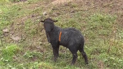 One of the sheep at the Reads' smallholding. Cornwall Council