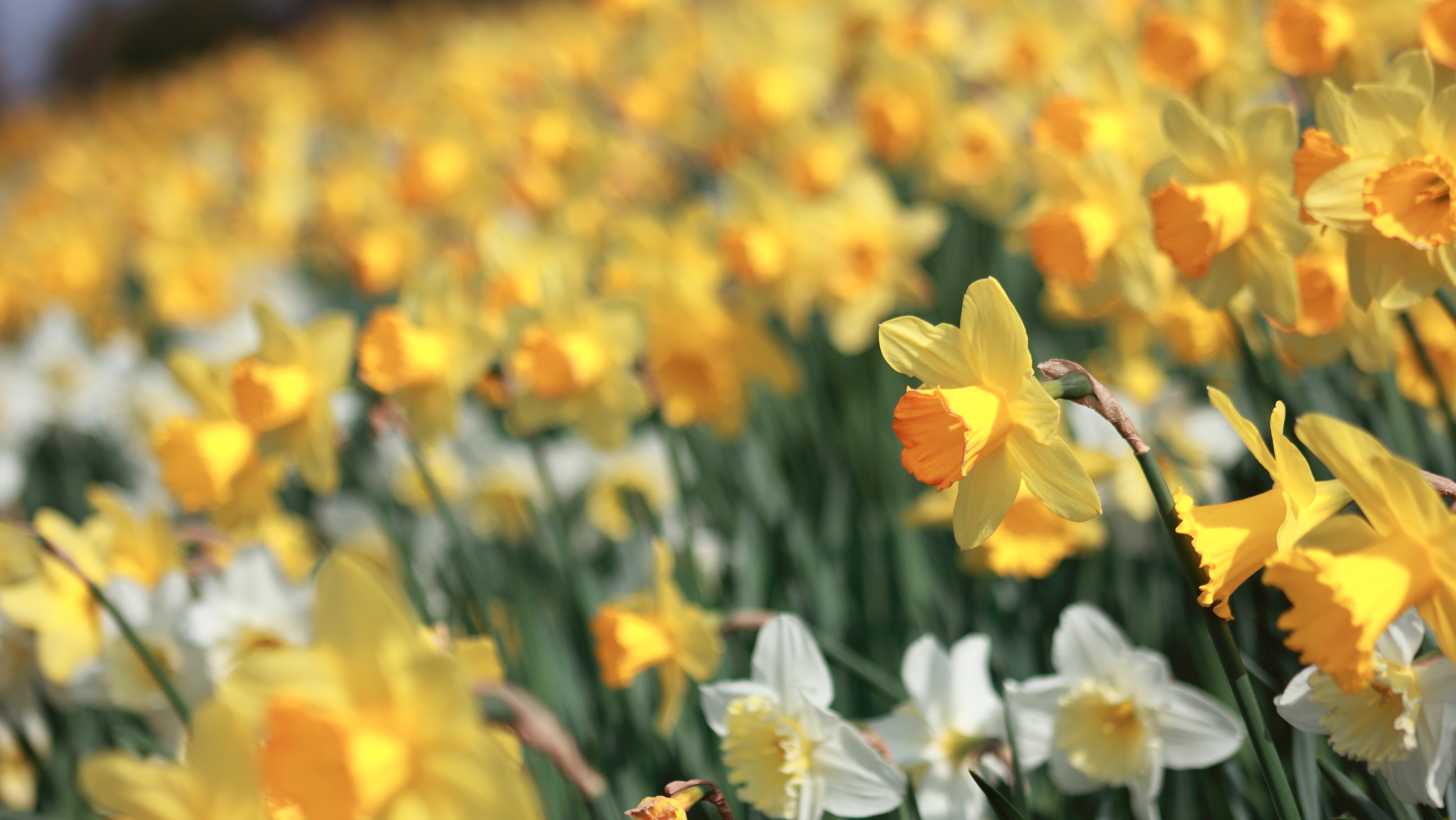Central Weather Daffodil season...but where are they?! ITV News Central