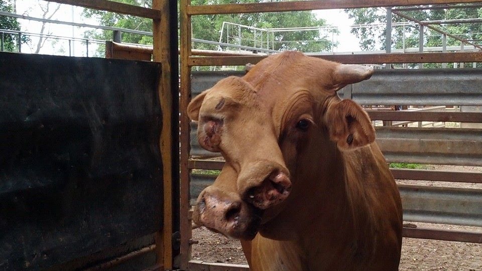 Two-faced cow set to be slaughtered after being sold at auction for
