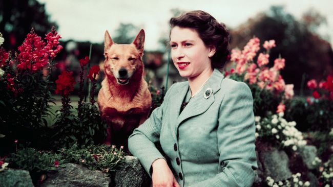 Queen Elizabeth II of England at Balmoral Castle with one of her Corgis, 28 September 1952. 
Bettmann / Contributor via Getty Images
