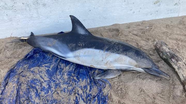 Dolphins play with lone harbour porpoise off the coast of Cornwall in 'very  unusual marine pairing'