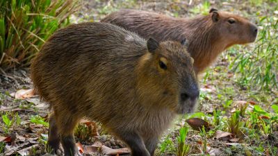 Capybaras Maple and Olive arrived from France in July and now have their own enclosure. 